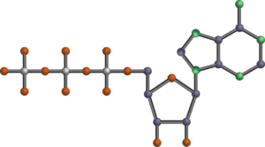 measuring ATP-CP Capacity